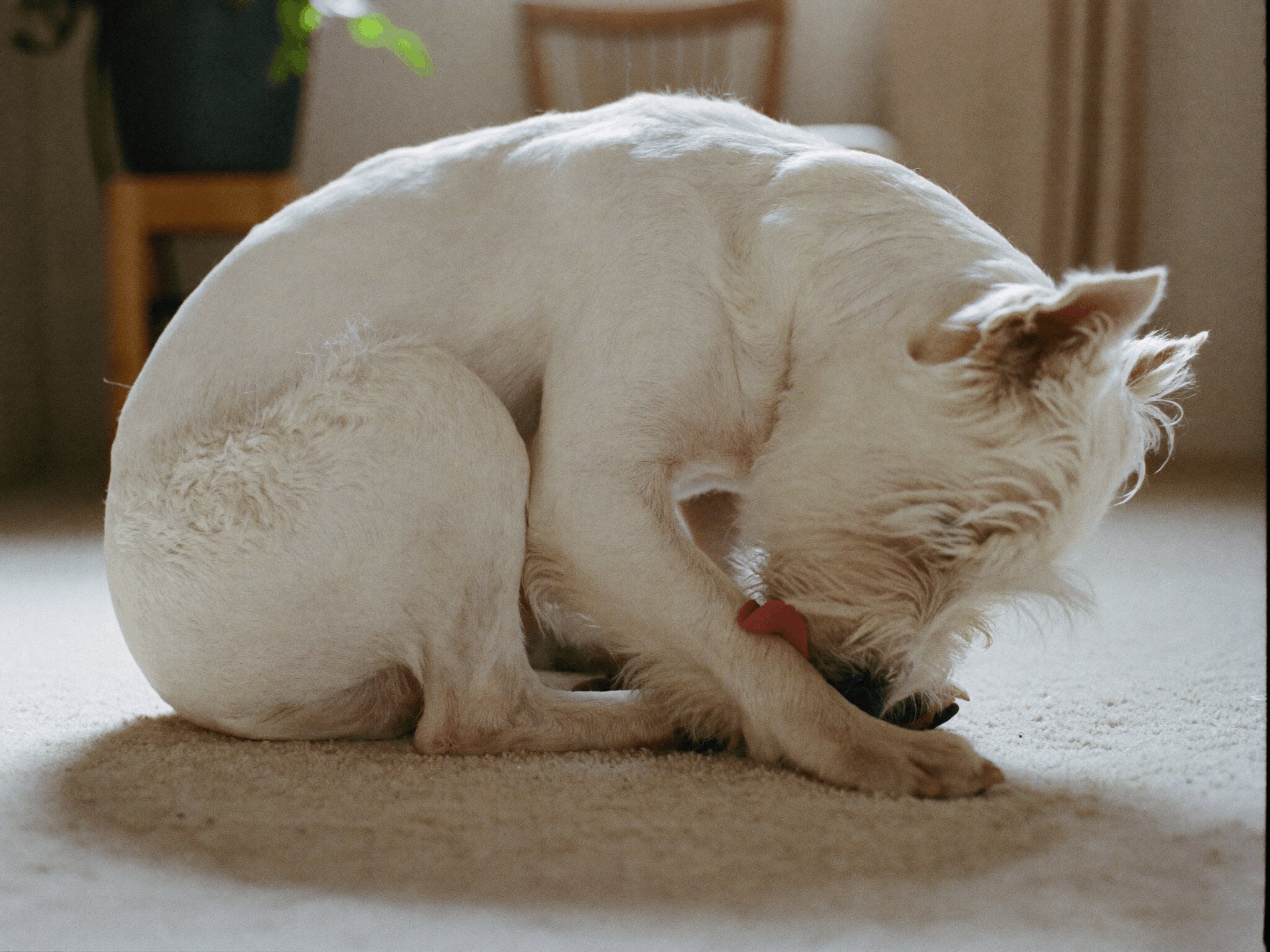 Witte hond opgekruld op het tapijt die zich krabt
