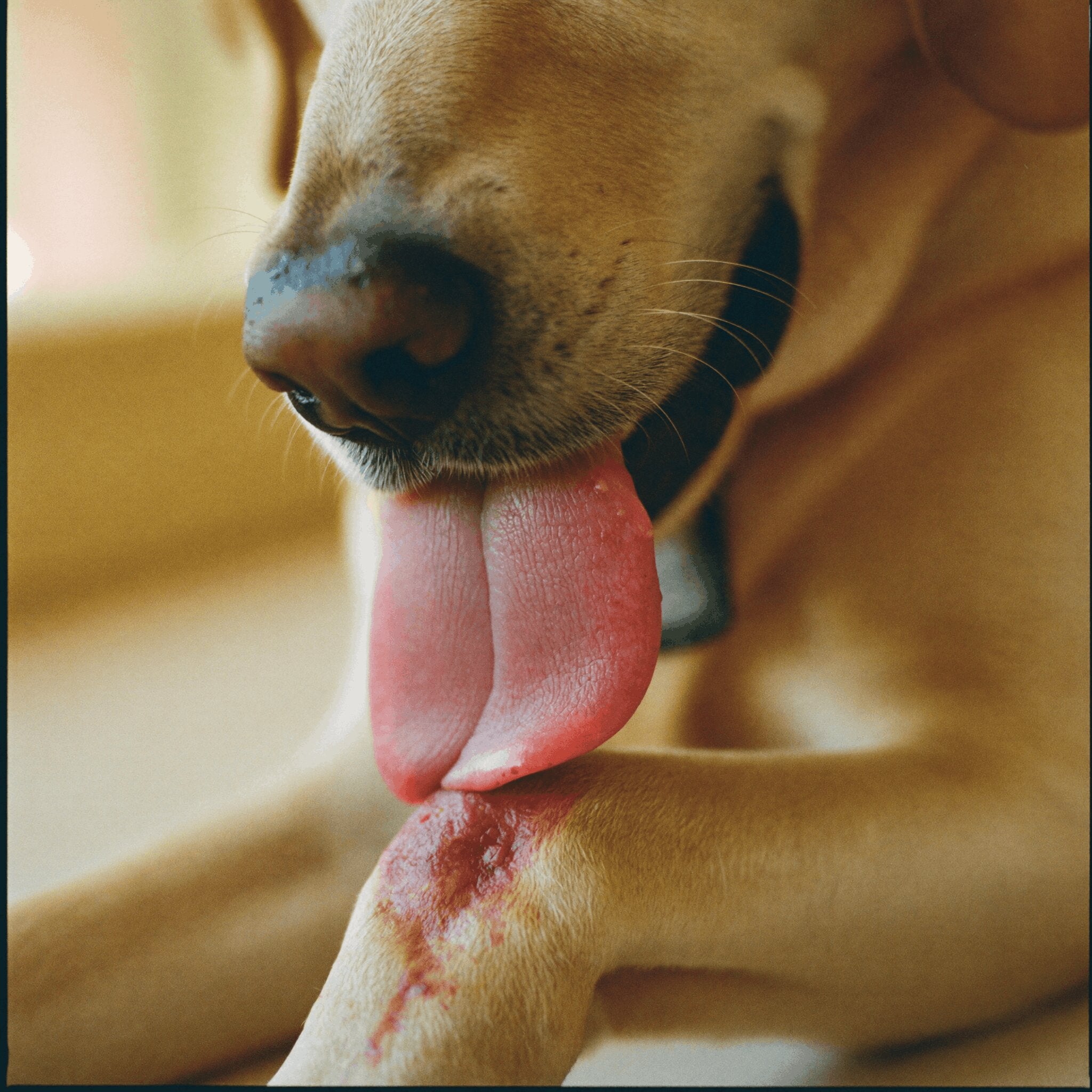 Hond met geïrriteerde huid en allergieklachten