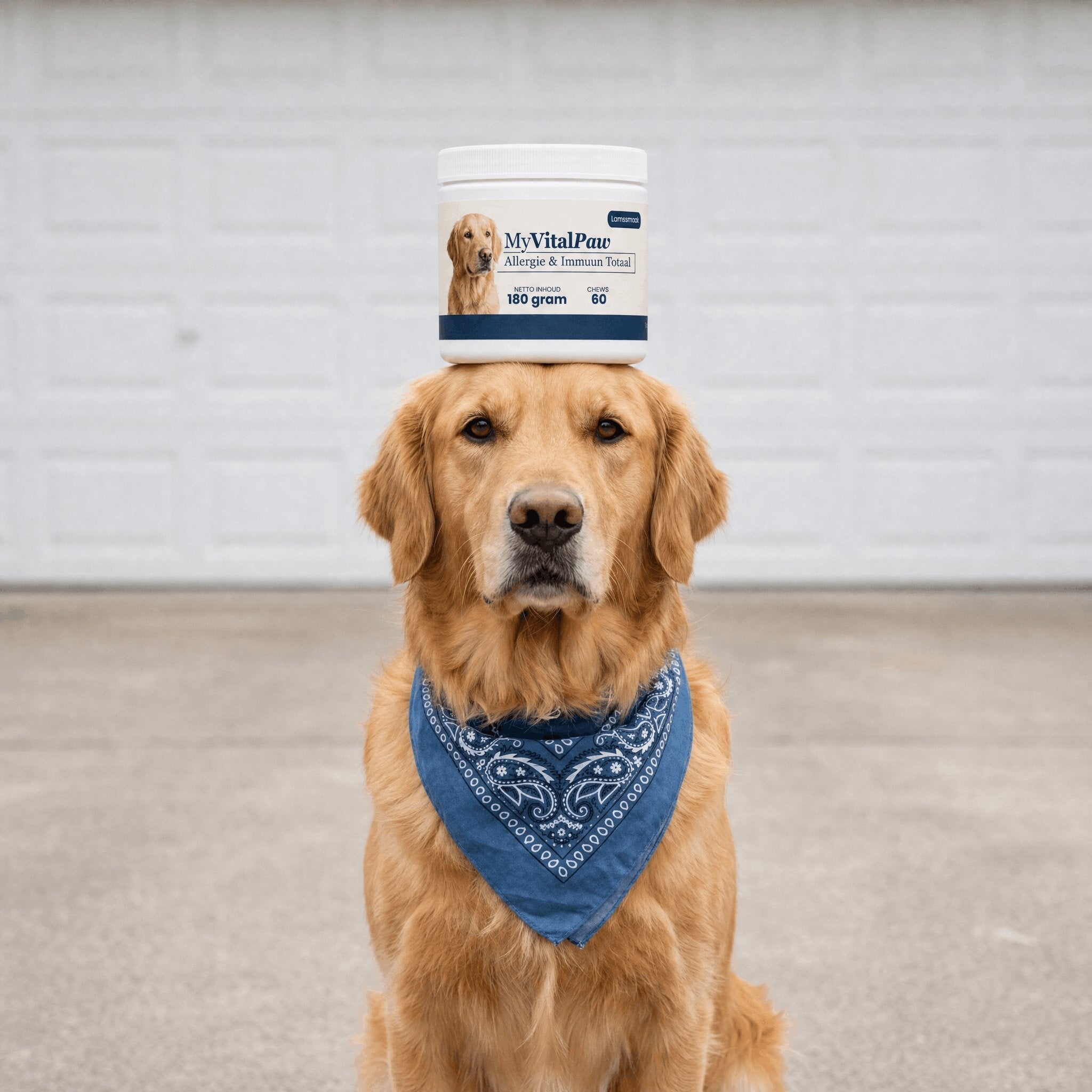 Hond accepteert MyVitalPaw zonder protest