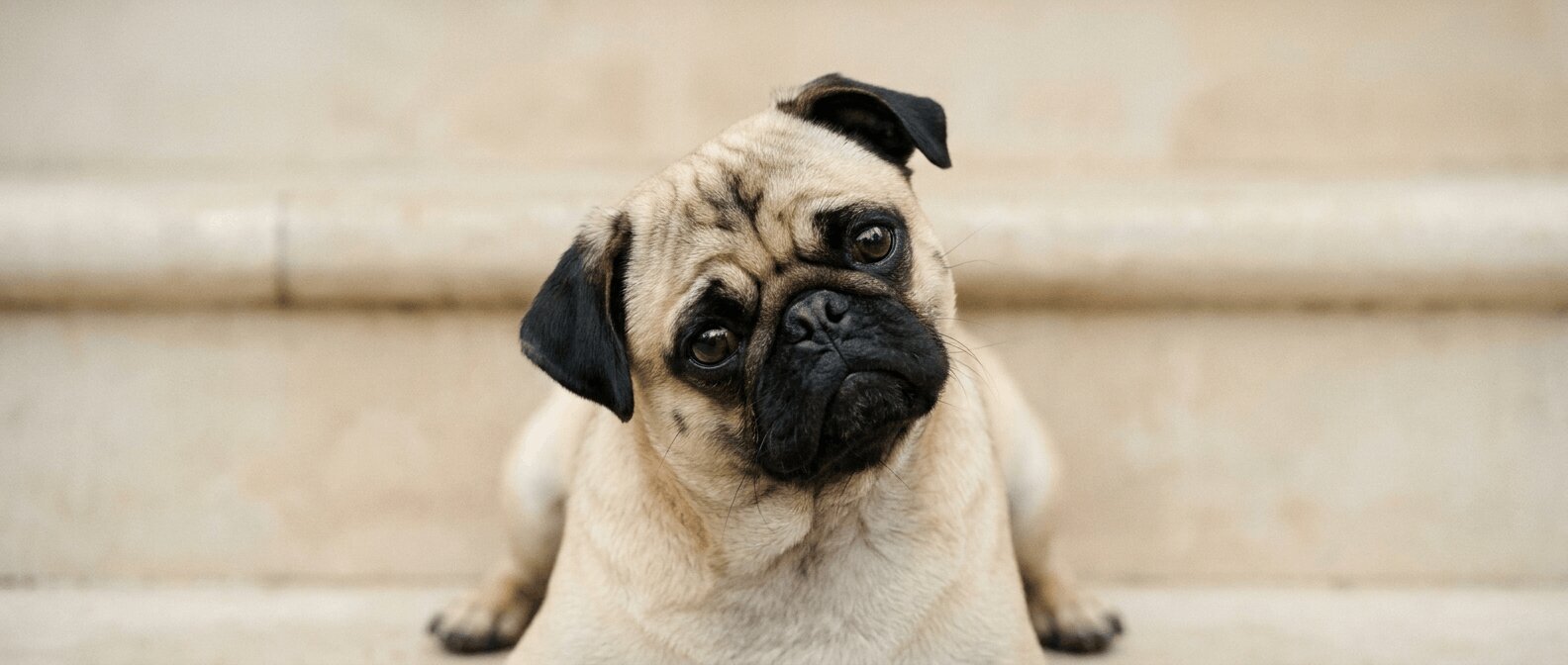Gezonde, rustige hond na herstel